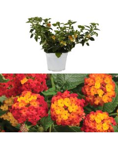 Lantana camara v.14
