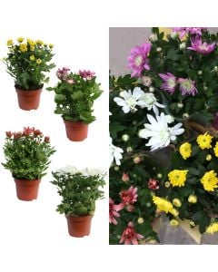 Chrysanthemum mix v.12 h.20-30