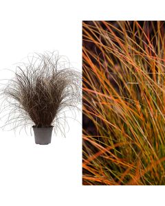 Carex testacea v.14 h.30-40