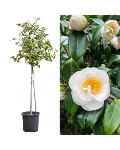 Camellia japonica v.40 h.150-170 cm