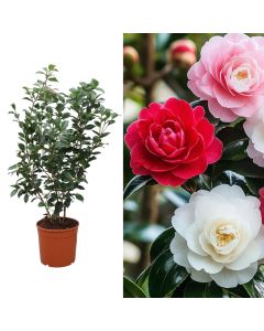 Camellia japonica mix v.30 h.150
