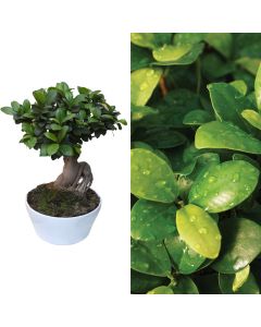 Ficus ginseng bonsai v.25 h.50, ceramica