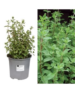 Aromatic herbs,  marjoram v.14