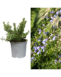 Bimë aromatike, rozmarin v.14