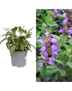 Bimë aromatike, sherebelë v.14