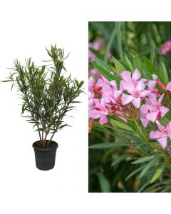 Nerium oleander v.24
