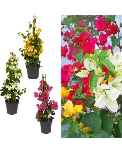 Bougainvillea mix v.19 h.65-80, piramide