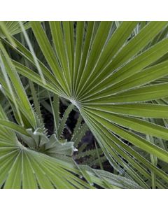 Palma mesdhetare, chamaerops humilis v.120  h.240-280 cm