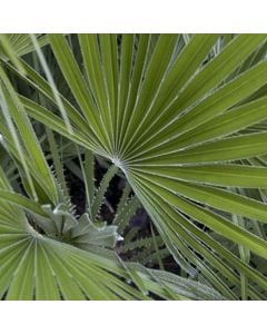 Palma mesdhetare, chamaerops humilis v.140  h.400-450 cm