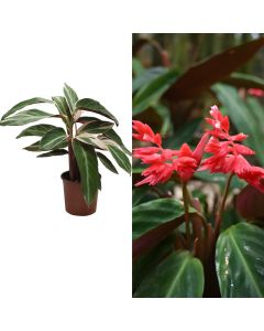 Stromanthe sanguinea v.14 h.45