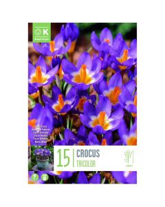 Bulbs, crocus specie sieberi tricolor, 15 pc/pack