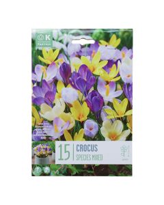 Bulbs, crocus specie mixed colours, 15 pc/pack