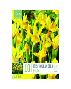 Bulba, iris hollandica yellow, 10 cop/pako