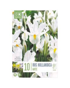 Bulba, iris hollandica white , 10 cop/pako