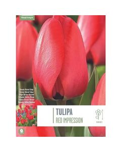 Bulbs, tulip darwin hybrid red impression