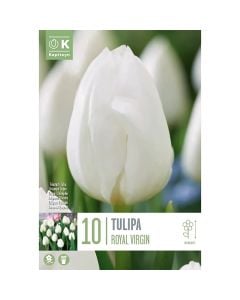Bulbs, tulip triumph royal virgin