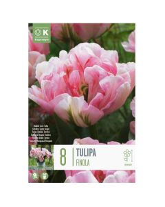 Bulbs, tulip double finola