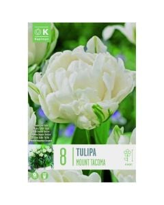 Bulbs, tulip double mount tacoma