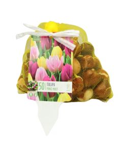 Bulbs, landscape bag, tulip single early prince mixed colours, 50 pc/pack