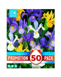 Bulbs, promotion pack, iris hollandica mixed colours, 50 pc/pack
