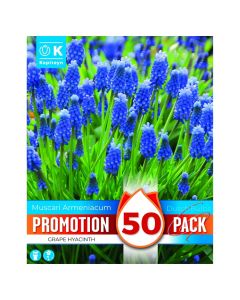 Bulbs, promotion pack, muscari armeniacum , 50 pc/pack