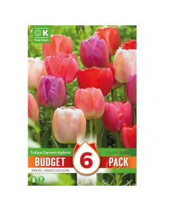 Bulbs, promotion budget pack, tulip darwin hybrid pastel mixed colours, 6 pc/pack
