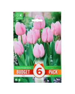 Bulba, paketa e buxhetit promovues, tulipan single early pink, 6 cop/pako