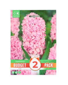 Bulbs, promotion budget pack, hyacinth pink, 2 pc/pack