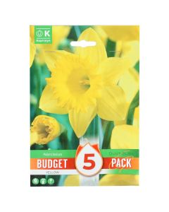 Bulba, paketa e buxhetit promovues, narcissus yellow , 5 cop/pako
