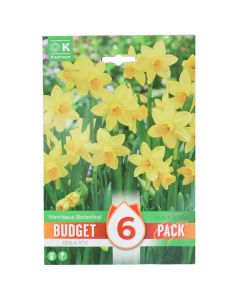 Bulbs, promotion budget pack, narcissus botanical tete a tete , 6 pc/pack
