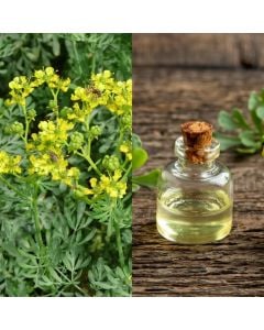 Aromatic herbs, ruta graveolens v.14