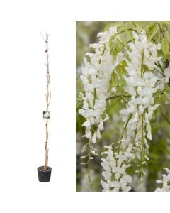 Jargavan i bardhe, wisteria brachybotrys shiro kapitan v.18 h.140-170 cm
