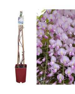 Jargavan roze pastel, wisteria brachybotrys showa beni v.22 h.90-120 cm