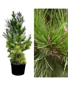Pinus halepensis v.50 h.250-300 cm