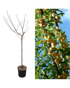 Prunus domestica mirabelle de nancy v.28 h.130-170 cm