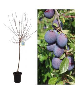 Prunus domestica stanley v.50 h.200-250 cm