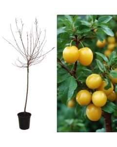 Prunus domestica goccia doro v.40 h.160-200 cm, 10-12 cm perimetri i trungut