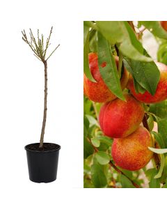 Nektarine, prunus persica nucipersica indipendence v.50 h.175-200 cm