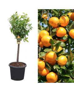 Mandarin, citrus reticulata v.50 h.130-150 cm