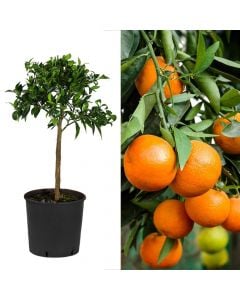 Mandarin, citrus reticulata v.50 h.130-150 cm