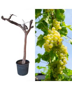 White grape, vitis v.35 h.160-170 cm