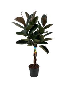 Ficus elastica v.25 h.130-140