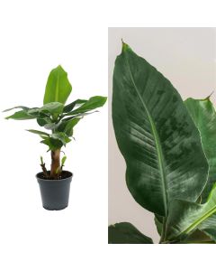 Musa tropicana v.17 h.75