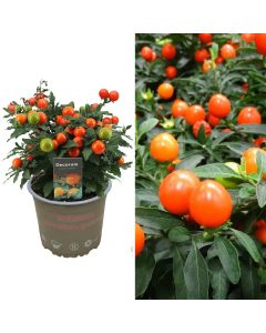 Solanum pseudocapsicum v.13 h.30