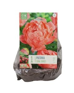 Bulba shumëvjeçare, paeonia lactiflora coral sunset ,1 cop/pako