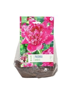 Bulba shumëvjeçare, paeonia lactiflora amabilis ,1 cop/pako