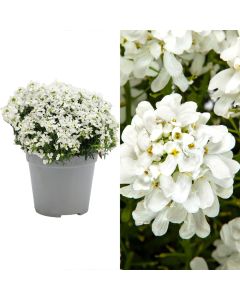 Iberis sempervirens v.14 h.22