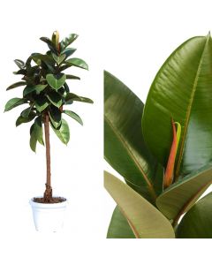 Ficus robusta v.30 h.150, stem