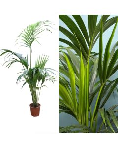 Kentia palm, howea forsteriana v.24 h.180