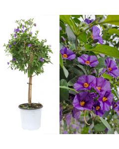 Solanum rantonnetii v.17 h.60, stem